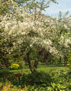 Malus Golden Hornet - Pommier d'ornement - vue d'ensemble