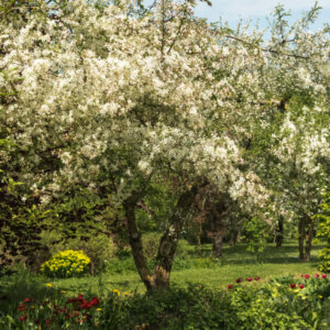 Malus Golden Hornet - Pommier d'ornement - vue d'ensemble