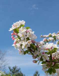 Malus Red Sentinel - Pommier d'ornement - Fleurs