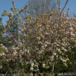 Malus Red Sentinel - Pommier d'ornement - vue d'ensemble