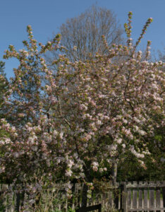 Malus Red Sentinel - Pommier d'ornement - vue d'ensemble