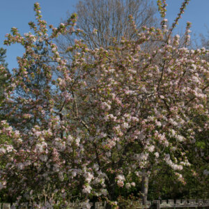 Malus Red Sentinel - Pommier d'ornement - vue d'ensemble