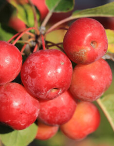 Malus Red Sentinel - Pommier d'ornement - fructification