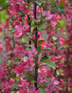 Malus toringo Scarlett - Pommier d'ornement - fleurs