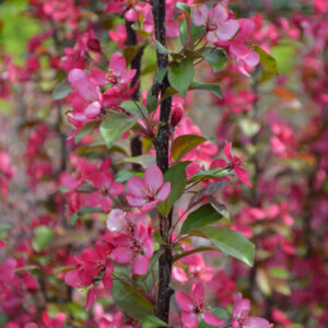 Malus toringo Scarlett - Pommier d'ornement - fleurs