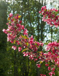 Malus toringo Scarlett - Pommier d'ornement - Fleurs