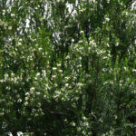 Myrtus communis - Myrte commun - vue d'ensemble