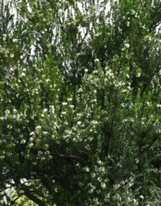 Myrtus communis - Myrte commun - vue d'ensemble