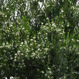 Myrtus communis - Myrte commun - vue d'ensemble