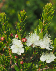 Myrtus communis - Myrte commun - fleurs, feuillage et boutons