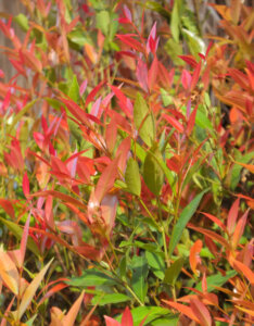 Nandina domestica - Bambou sacré - Feuillage