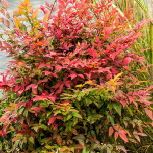 Nandina domestica - Bambou sacré - vue d'ensemble