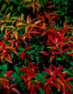 Nandina domestica Fire Power - Bambou sacré - feuillage