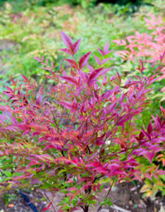 Nandina domestica Fire Power - Bambou sacré - vue d'ensemble