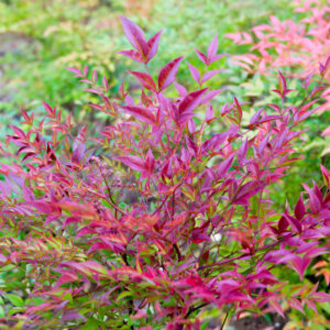 Nandina domestica Fire Power - Bambou sacré - vue d'ensemble