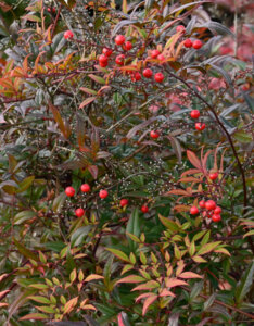Nandina domestica Fire Power - Bambou sacré - Fructification