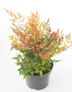 Nandina domestica Gulfstream - Bambou sacré - pot