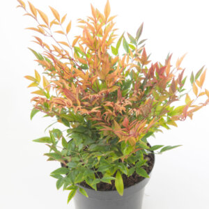Nandina domestica Gulfstream - Bambou sacré - pot