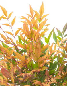 Nandina domestica Gulfstream - Bambou sacré - feuillage