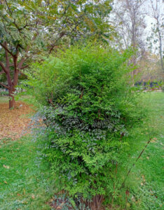 Nandina domestica Lemon And Lime - Bambou sacré - vue d'ensemble