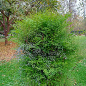 Nandina domestica Lemon And Lime - Bambou sacré - vue d'ensemble