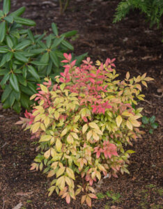 Nandina domestica Obsessed ® - Bambou sacré - vue d'ensemble