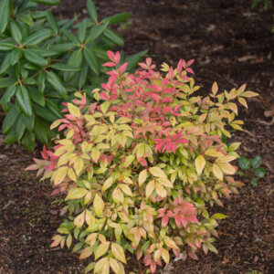 Nandina domestica Obsessed ® - Bambou sacré - vue d'ensemble