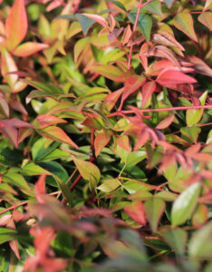 Nandina domestica Obsessed ® - Bambou sacré - Feuillage