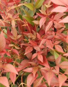 Nandina domestica Obsessed ® - Bambou sacré - feuillage
