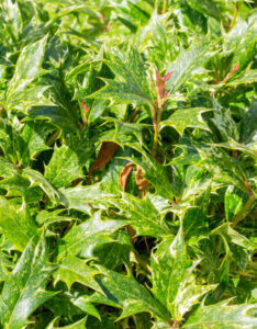 Osmanthus heterophyllus Goshiki = Tricolor - Osmanthe à feuilles de houx panaché - Feuillage