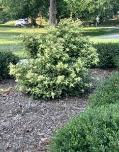 Osmanthus heterophyllus Goshiki = Tricolor - Osmanthe à feuilles de houx panaché - vue d'ensemble