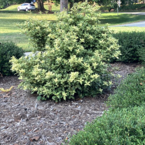 Osmanthus heterophyllus Goshiki = Tricolor - Osmanthe à feuilles de houx panaché - vue d'ensemble