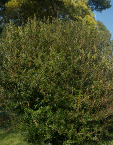 Osmanthus heterophyllus - Osmanthe à feuilles de houx - vue d'ensemble