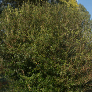 Osmanthus heterophyllus - Osmanthe à feuilles de houx - vue d'ensemble