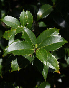 Osmanthus heterophyllus - Osmanthe à feuilles de houx - Feuillage