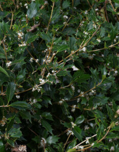 Osmanthus heterophyllus - Osmanthe à feuilles de houx - feuillage et fleurs