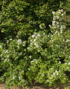 Philadelphus Belle Etoile - Seringat des jardins - Vue d'ensemble