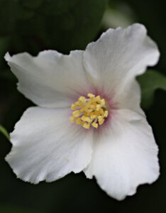 Philadelphus Belle Etoile - Seringat des jardins - fleur