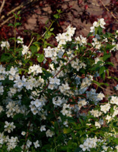 Philadelphus Belle Etoile - Seringat des jardins - vue d'ensemble