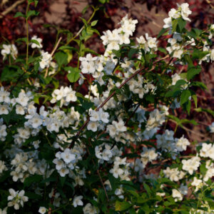Philadelphus Belle Etoile - Seringat des jardins - vue d'ensemble
