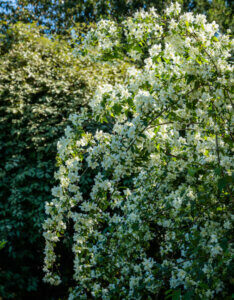 Philadelphus Bouquet Blanc - Seringat des jardins - vue d'ensemble