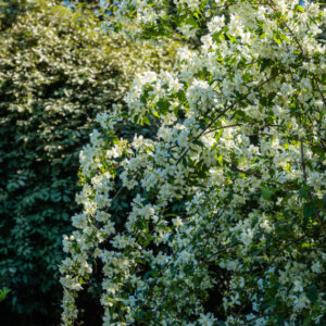 Philadelphus Bouquet Blanc - Seringat des jardins - vue d'ensemble