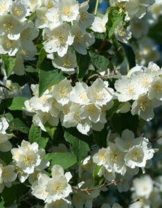 Philadelphus Bouquet Blanc - Seringat des jardins - Fleurs