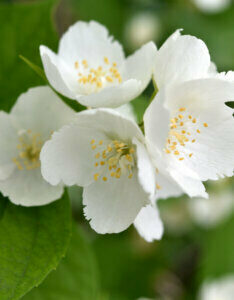 Philadelphus Bouquet Blanc - Seringat des jardins - fleurs