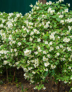 Philadelphus Lemoinei - Seringat des jardins - Vue d'ensemble