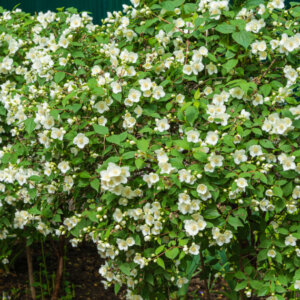 Philadelphus Lemoinei - Seringat des jardins - Vue d'ensemble
