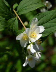 Philadelphus Lemoinei - Seringat des jardins - fleurs