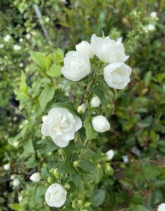 Philadelphus Manteau d'Hermine - Seringat des jardins - fleurs et feuillage