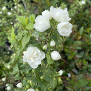 Philadelphus Manteau d'Hermine - Seringat des jardins - fleurs et feuillage