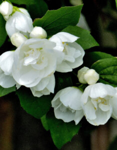 Philadelphus Virginal - Seringat des jardins - fleurs